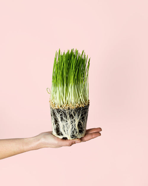 Hierba para Gatos Mini - Pur Plant