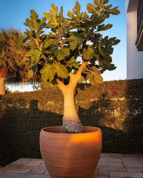 Higuera Árbol XXL - Pur Plant