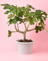 Higuera Árbol XXL - Pur Plant