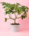 Higuera Árbol XXL