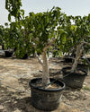 Higuera Árbol XXL - Pur Plant