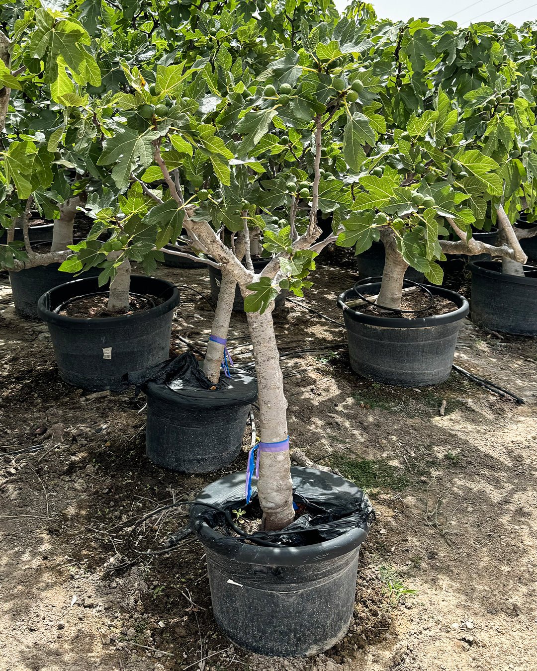 Higuera Árbol XXL - Pur Plant