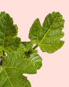 Higuera Bonsai - Ficus Carica - Pur Plant