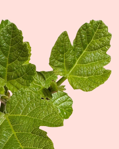 Higuera Bonsai - Ficus Carica - Pur Plant