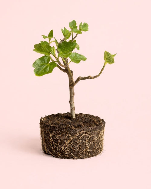 Higuera Bonsai - Ficus Carica - Pur Plant
