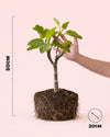 Higuera Bonsai - Ficus Carica - Pur Plant