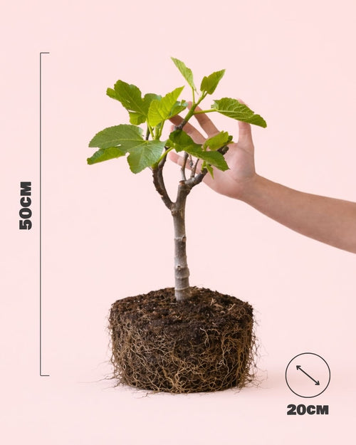 Higuera Bonsai - Ficus Carica - Pur Plant