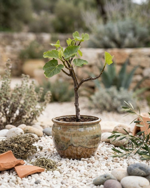 Higuera Bonsai - Ficus Carica - Pur Plant