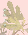 higuera plant care