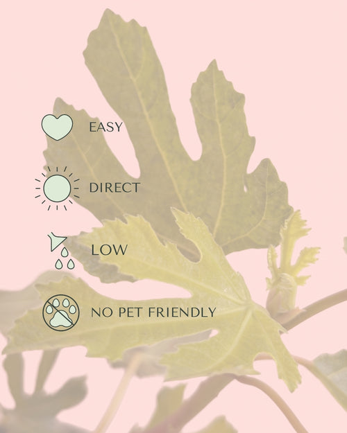 higuera plant care
