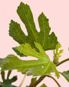 higuera_detail