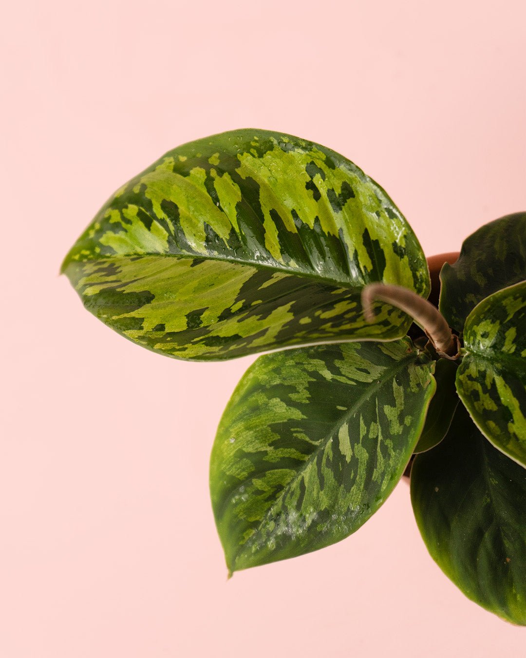 Homalomena Camuflaje Mini - Pur Plant