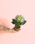 Hortensia Azul Mini