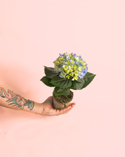 Hortensia Azul Mini