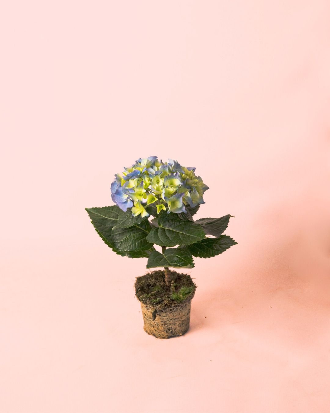 Hortensia Azul Mini - Pur Plant
