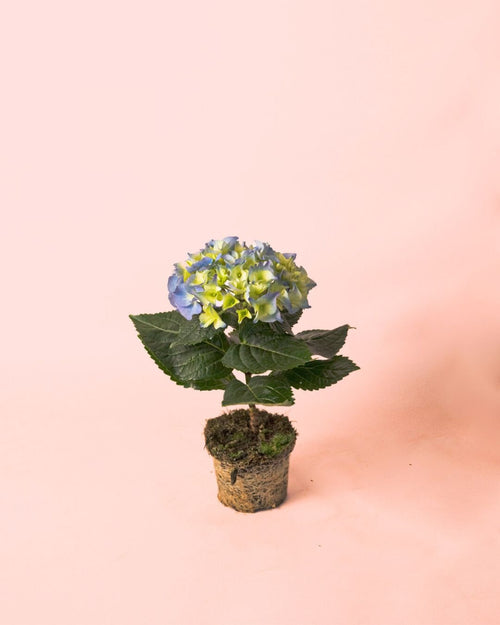 Hortensia Azul Mini - Pur Plant