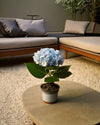Hortensia Azul Mini - Pur Plant
