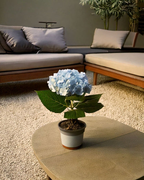Hortensia Azul Mini - Pur Plant