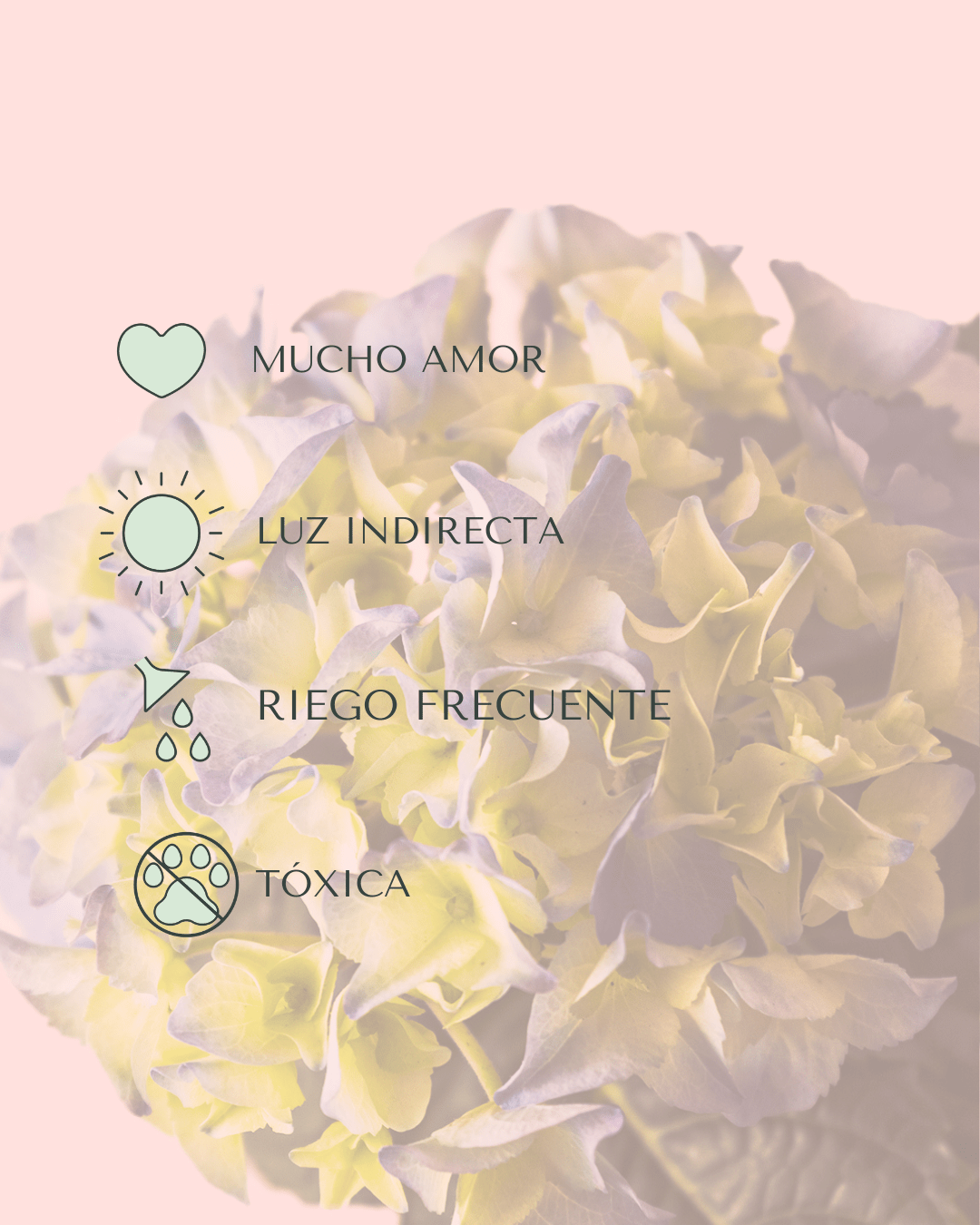 Hortensia Azul Mini - Pur Plant