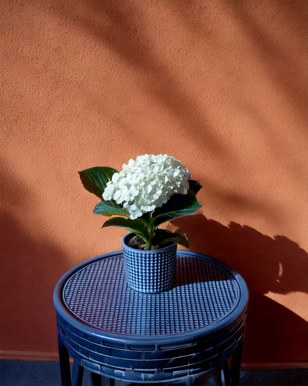 Hortensia Blanca Mini - Pur Plant