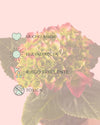 Hortensia Rosa Mini - Pur Plant