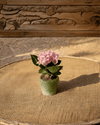 Hortensia Rosa Mini - Pur Plant