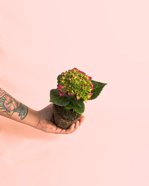 Hortensia Rosa Mini