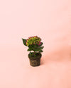 Hortensia Rosa Mini - Pur Plant