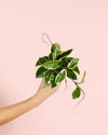 Hoya Albomarginata Mini - Pur Plant