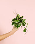 Hoya Albomarginata Mini