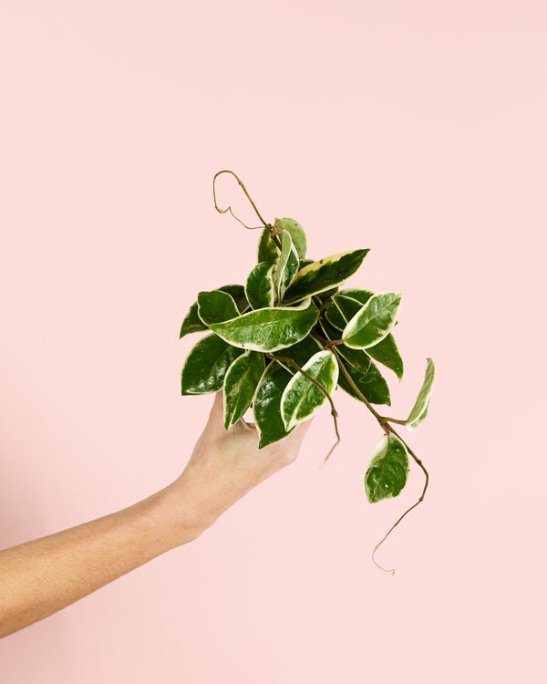 Cómo Cuidar Hoya Albomarginata