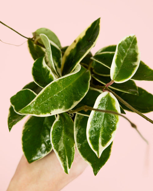 Hoya Albomarginata Mini - Pur Plant