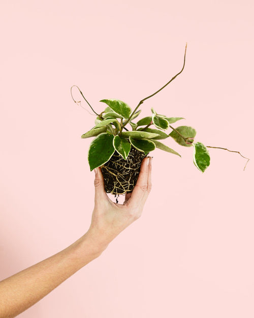 Hoya Albomarginata Mini - Pur Plant