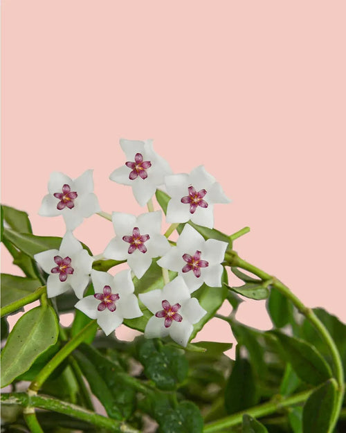 Hoya Bella M - Pur Plant