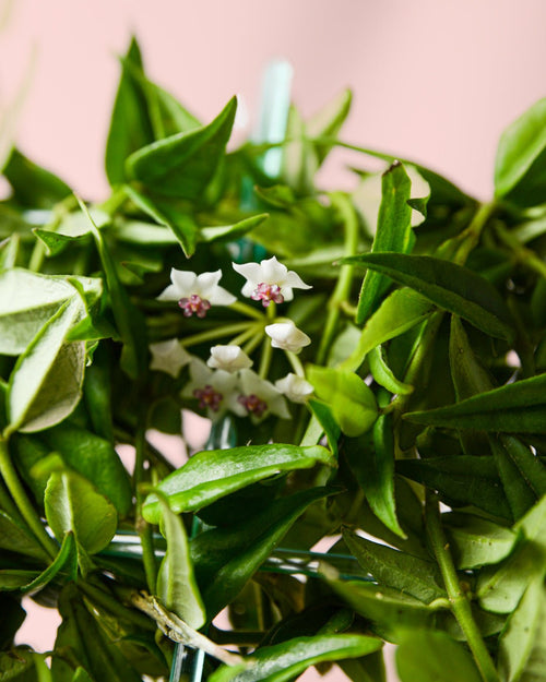 Hoya Bella M - Pur Plant
