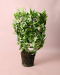 Hoya Bella M