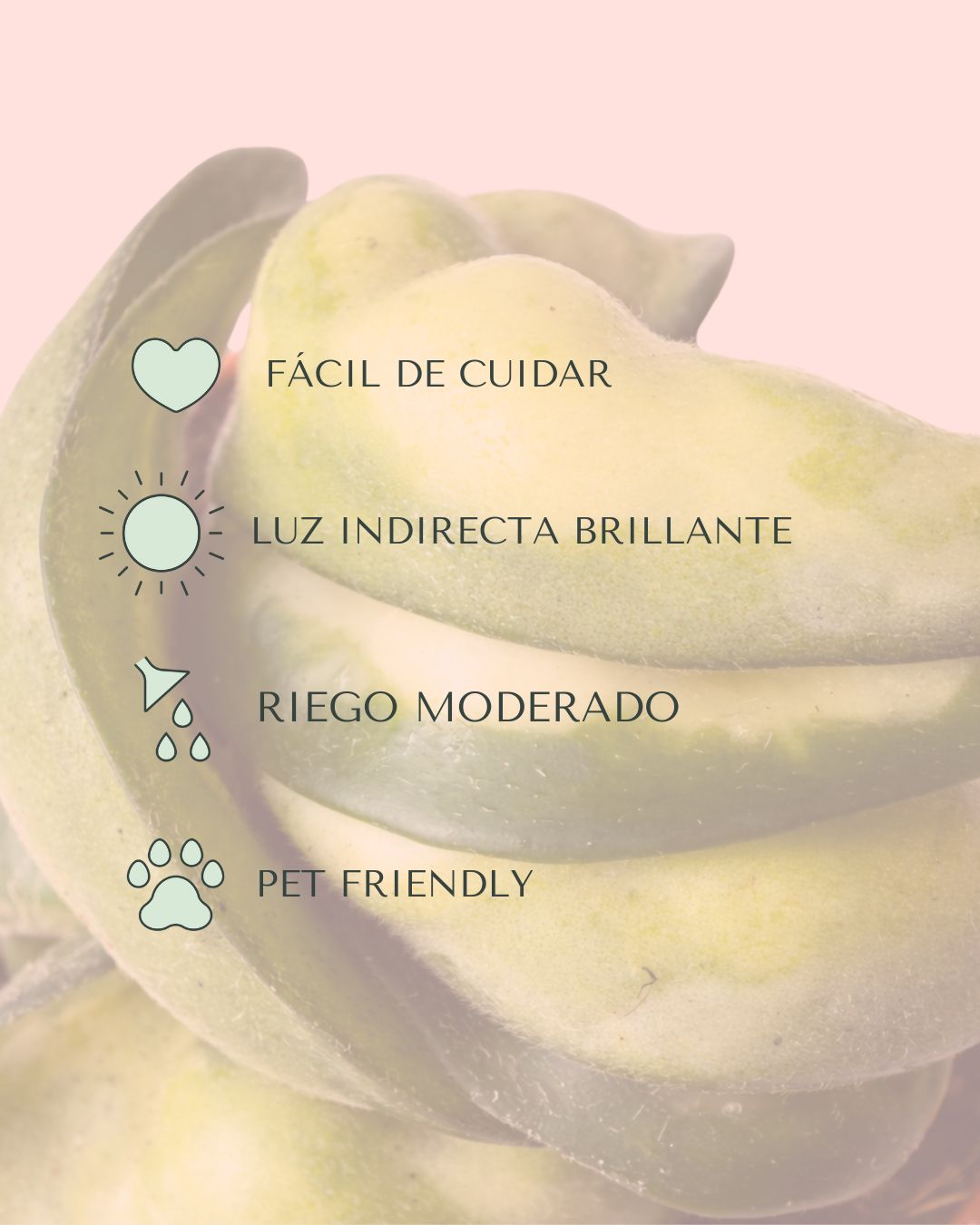 Hoya Carnosa Compacta Mauna Loa Mini - Pur Plant