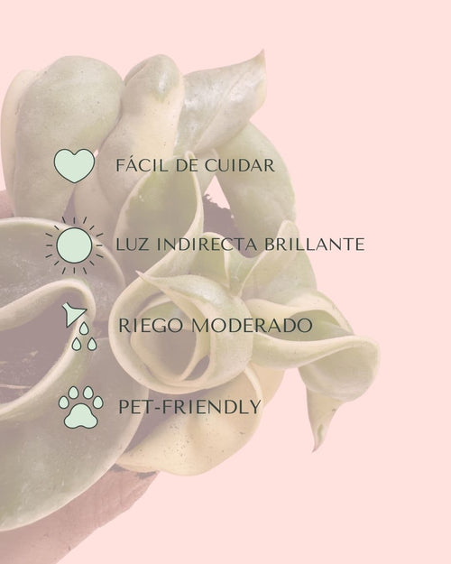 Hoya Carnosa Compacta Variegada Mini - Pur Plant