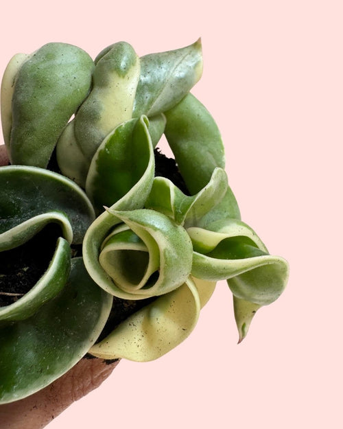 Hoya Carnosa Compacta Variegada Mini - Pur Plant
