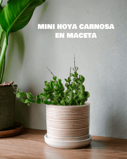 Hoya Carnosa Mini - Pur Plant