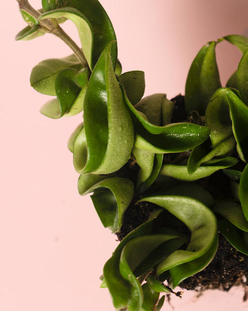 Hoya Carnosa Mini - Pur Plant