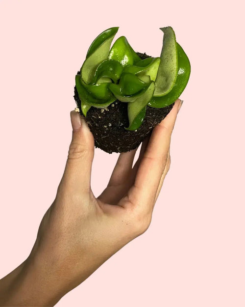 Hoya Carnosa Mini - Pur Plant