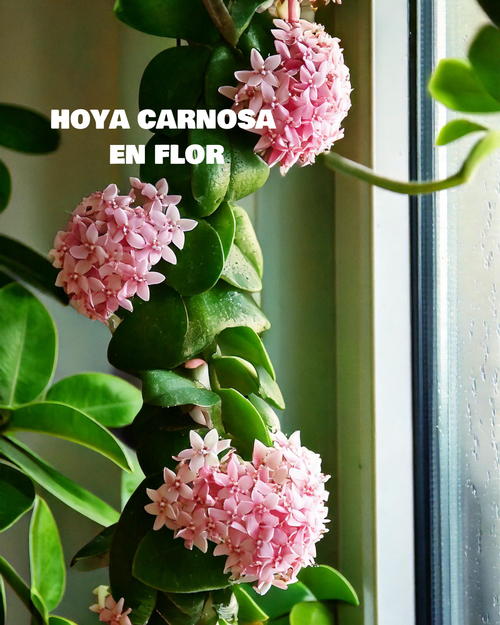 Hoya Carnosa Mini - Pur Plant