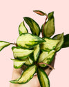 Hoya Carnosa Tricolor Mini - Pur Plant