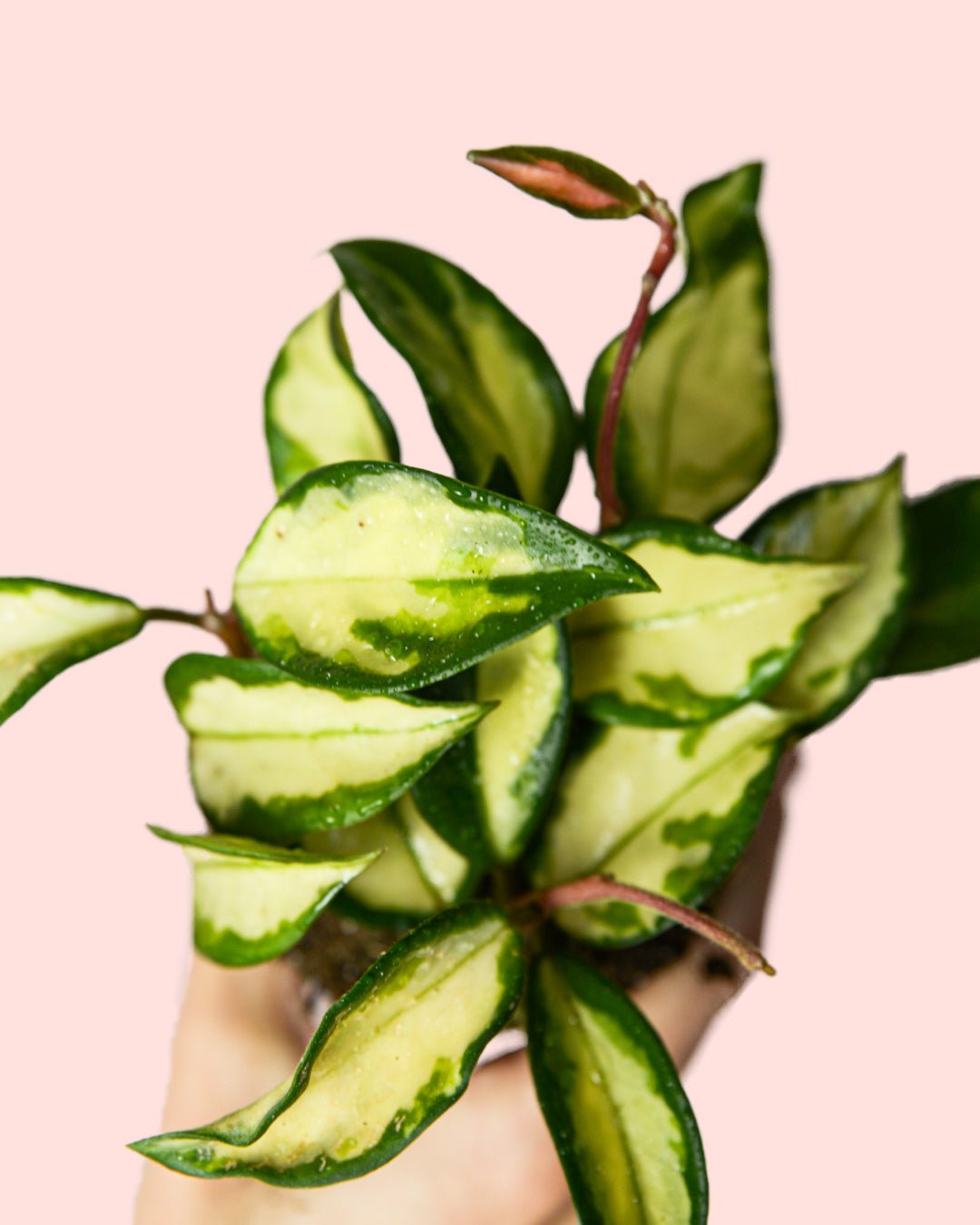 Hoya Carnosa Tricolor Mini - Pur Plant