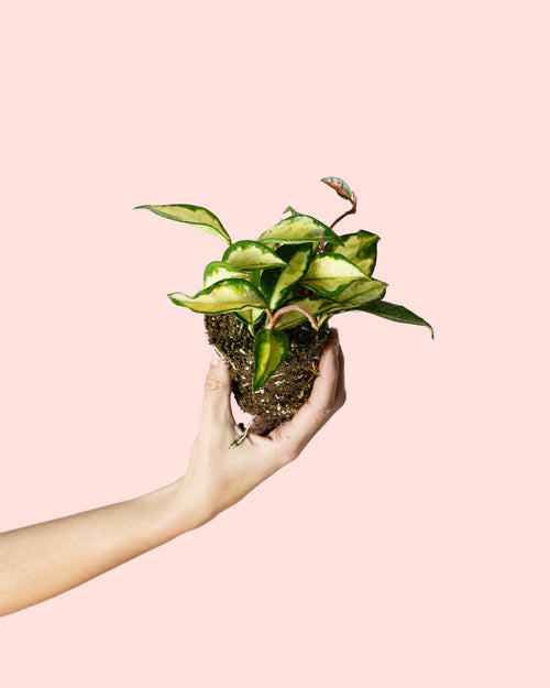 Hoya Carnosa Tricolor Mini - Pur Plant