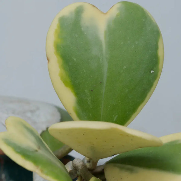 Problemas Plantas Hoya