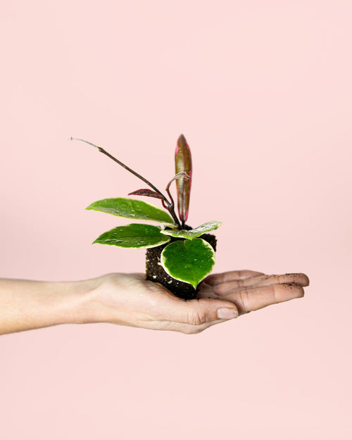 Hoya Flamingo Dream Mini - Pur Plant
