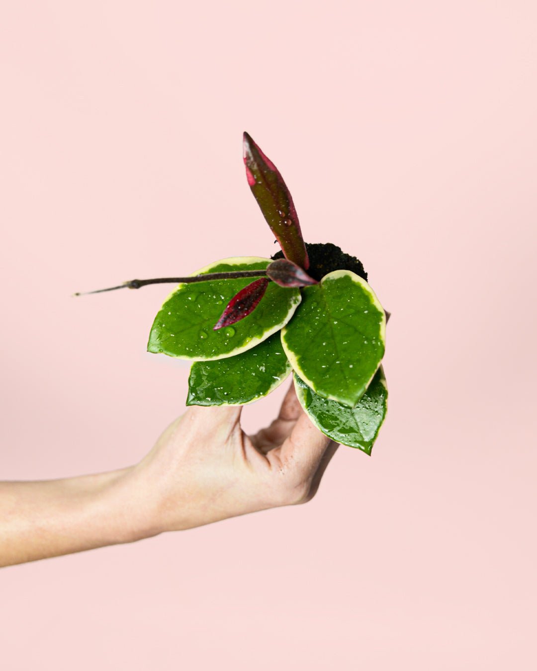 Hoya Flamingo Dream Mini - Pur Plant