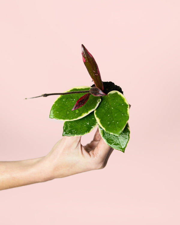 Cómo Cuidar Hoya Flamingo Dream